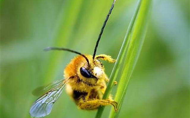 bee