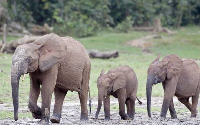 elephants