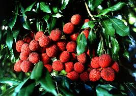 litchi
