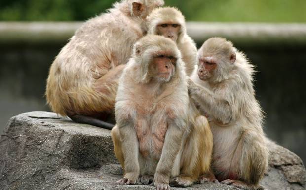 monkey banor বানর
