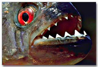 piranha পিরানহা