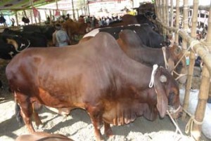 Cow Bazar গরুর হাট