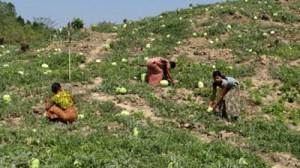 Bandarban watermelon বান্দরবান তরমুজ