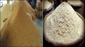 Crop Rice শস্য চাউল