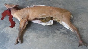 Deer Sreemongal শ্রীমঙ্গল