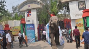 Elephant হাতি