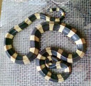 Snake কেউটে সাপ