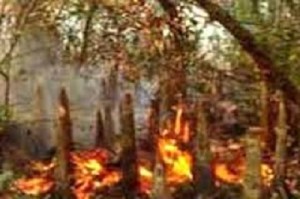 Sundorbon Fire  সুন্দরবন আগুন