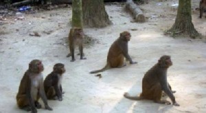 Mymensingh Monkey ময়মনসিংহ বানর