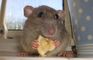 Rat Food ইঁদুর