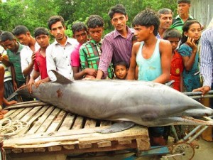 Vola Dolfin ভোলা ডলফিন