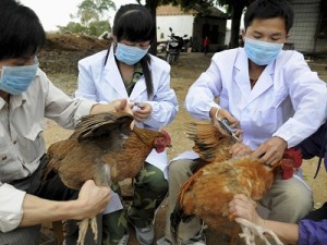 china-bird-flu