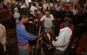 Cow Bazar গরুর হাট